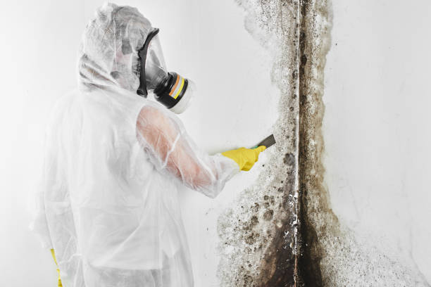 Best Crawl Space Mold Removal  in North Brooksville, FL