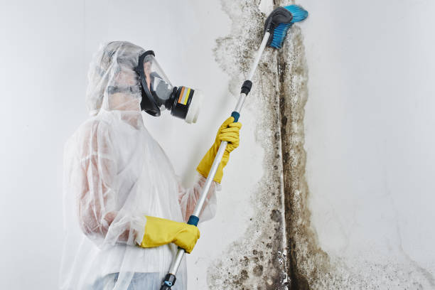Best Affordable Mold Removal  in North Brooksville, FL