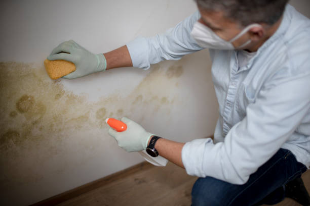 Crawl Space Mold Removal in North Brooksville, FL