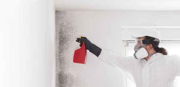 Best Toxic Mold Removal  in North Brooksville, FL