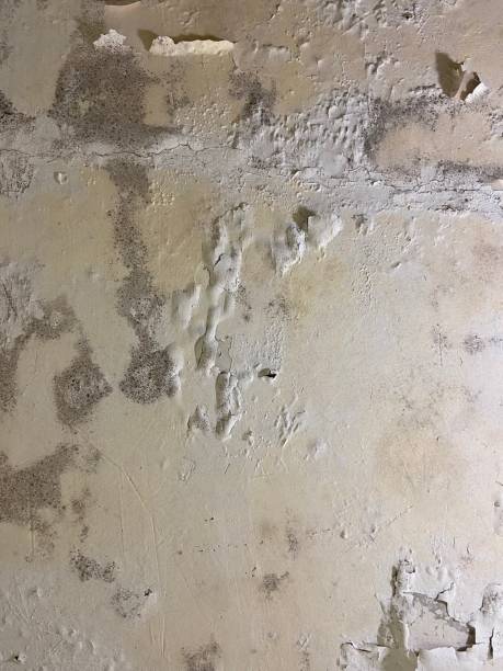 Best Mold Damage Repair  in North Brooksville, FL