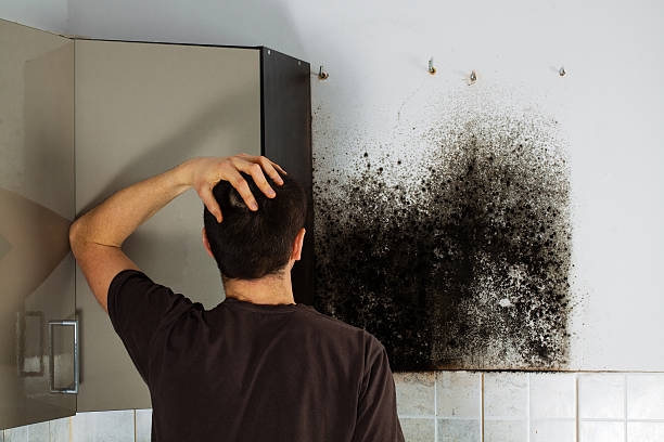 Best Mold Remediation Experts  in North Brooksville, FL